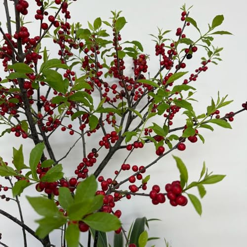 semi di agrifoglio, resistenti in vaso da esterno da rialzatadi biologiche vecchie varietà giardino interno sul balcone serra interna raro 450pcs