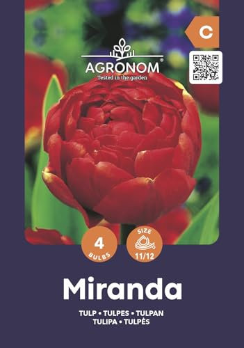 AGRONOM | TULIPANI - MIRANDA | Bulbi Tulipani | Bulbi fiori perenni | Fiori Rosso | Sono piantati in giardini fioriti, in prati fioriti | I meravigliosi fiori | Confezione da 4 Bulbi fiori