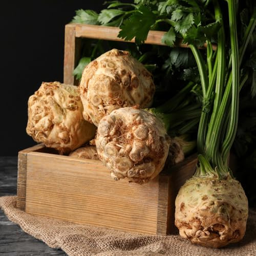 semillas de apio - jardín, interior exóticas apio, raras jardín rocas 125pcs