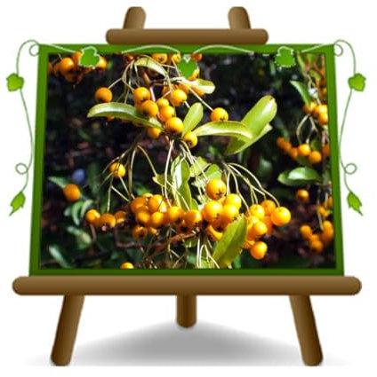 EURO PLANTS VIVAI Pyracantha Soleil d'Or Pianta da Siepe Altezza 80-100 cm Vaso 18 cm