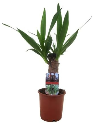Yucca de 2 Troncos Planta Natural y Auténtica para Decoración de Interiores