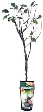 Árbol de Manzano Natural: Fragancia y Sabor en Casa