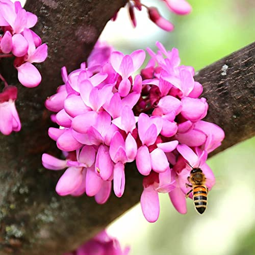 40 Samen des Baumes der Liebe, Judasbaum (Cercis siliquastrum)