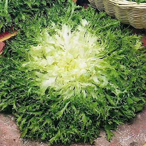 Kings Seeds – Chicorée frisés – Endivia Riccia Chicoree Frisee fine Maraichere – 400 graines