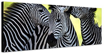 Augenblicke Wandbilder Keilrahmenbild Wandbild 150x50cm Afrika Zebras Wildnis Safari