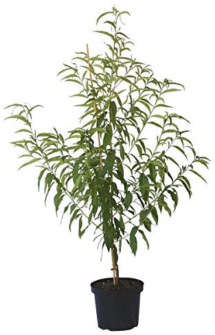 Pfirsichbaum Red Haven gelbfleischiger Pfirsich hoher Ertrag Buschbaum 110-140 cm 10 Liter Topf