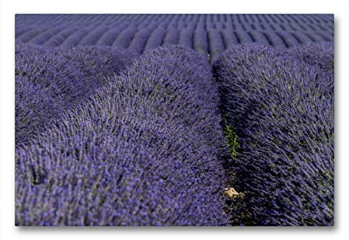 Premium Textil-Leinwand 90 x 60 cm Querformat Premium Textil-Leinwand 90 cm x 60 cm quer Ein Motiv aus dem Kalender Die Farbe des Lavendels | Wandbild, HD-Bild auf Keilrahmen, Wanddekoration, Kunstdru