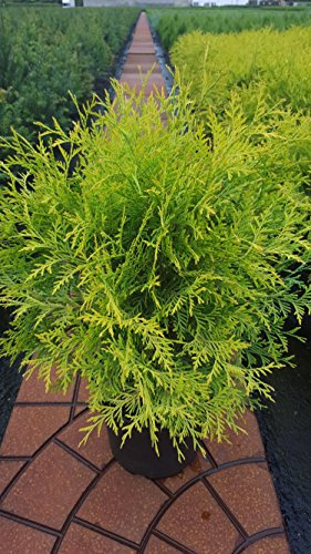 gelber Kugel Lebensbaum Thuja occidentalis Golden Globe 20-30 cm breit im 2 Liter Pflanzcontainer