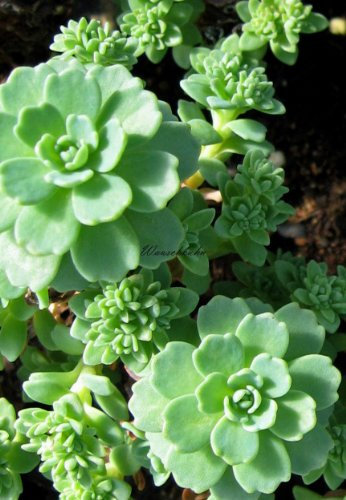 Staudenkulturen Wauschkuhn Sedum pachyclados - Fetthenne - Staude im 9cm Topf