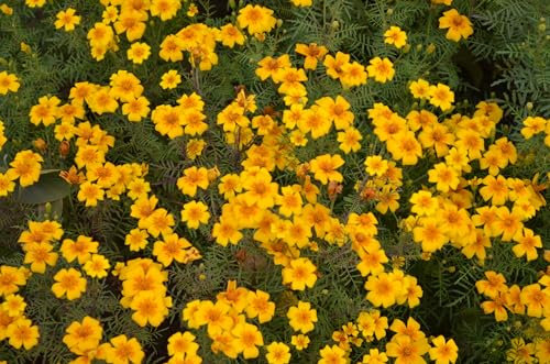 Just Seed - Flower - Tagetes - Gold Gem - 200 Seeds