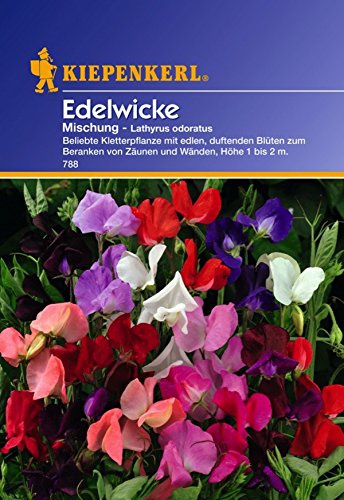 Kiepenkerl, Edelwicke, Lathyrus odoratus Farb Mischung