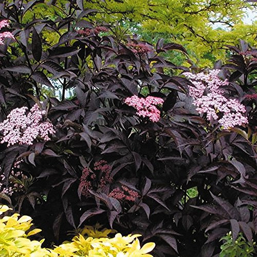 GardenersDream Sambucus NIgra Black Beauty Plant - Black Elder Evergreen Flowering Shrub - Outdoor Garden Ready Perennial Plant - Outdoor Plants for Gardens, and Patios (15-25cm incl. 9cm Pot)
