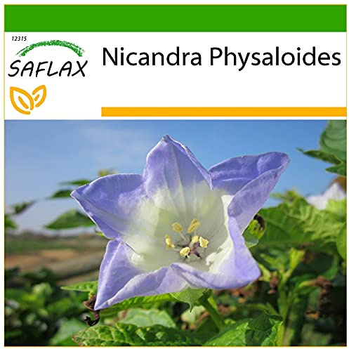 SAFLAX - Blaue Lampionblume - 100 Samen - Mit keimfreiem Anzuchtsubstrat - Nicandra physaloides