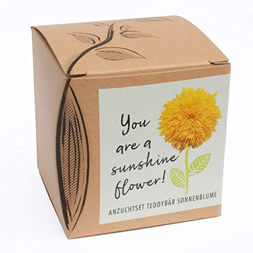 Geschenk-Anzuchtset SUNSHINE FLOWER - Teddybär Sonnenblume, inklusive Anzuchttopf, Substrat und Anleitung