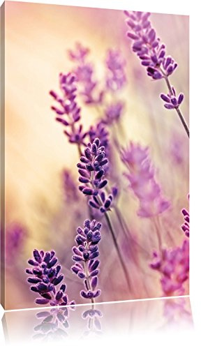 Pixxprint Lavendel, Größe: 100x70cm, Leinwandbild, fertig gespannt, Wandbild, Dekoration, Kunstdruck, kein Poster