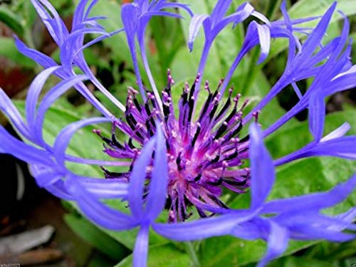 MOUNTAIN BLUET ~Bachelor's Buttons~ Centaurea MontanaNEW 25- Perennial Seeds