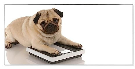banjado® Magnettafel silber 78 x 37cm / Magnetwand aus Metall/Magnetpinnwand Memoboard/Pinnwand Magnettafel Küche, Büro, Kinderzimmer inkl. 4 Magnete & Montageset Motiv Mops