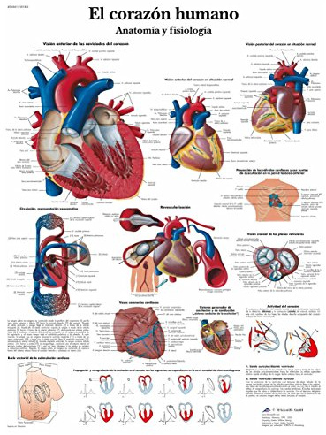 3B Scientific Papier bedruckt, das menschliche Herz, Anatomie und Physiologie, 1