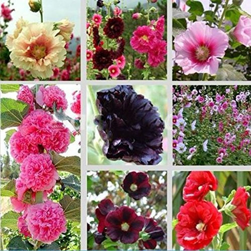 30 Mix Graines Alcea rosea rose trémière Multi Couleurs de Plantes Fleurs