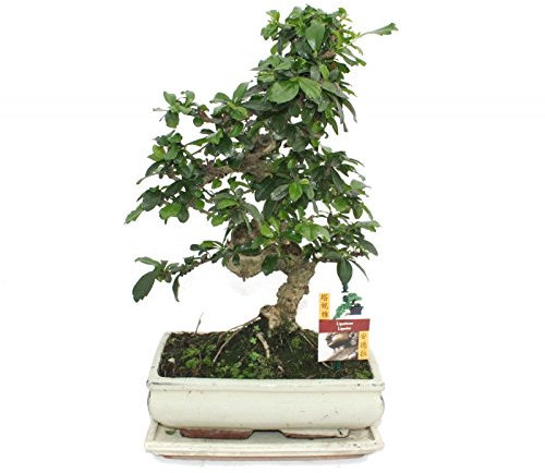 Bonsai Fukientee Carmona microphylla ca. 10 Jahre 23cm Schale