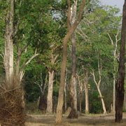 ätherisches Öl Sandelholz Südsee aus Wildsammlung