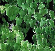Seedeo Lebkuchenbaum (Cercidiphyllum japonicum) 200 Samen