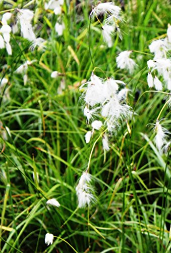 2er-Set - Eriophorum angustifolium - Schmalblättriges Wollgras - Torfwollgras, weiß - Wasserpflanzen Wolff