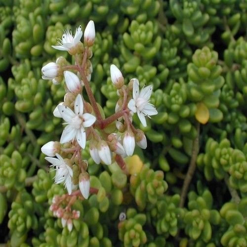Semi Sedum Oktoberfest succulente (Sedum acre) 50 + Semi