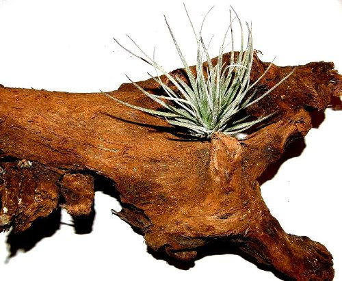 1 Wurzel bepflanzt mit einer Tillandsie, zur Terrariengestaltung, Terrarium