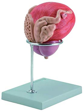 Gima 40090 Anatomisk modell av blåsan med prostata, 1 st