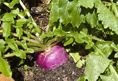 JustSeed - Vegetable - Turnip - Milan Purple Top - 2400 Seeds