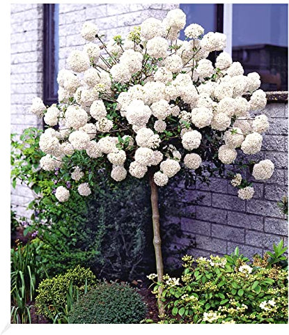 BALDUR Garten Schneeball-Stämmchen, 1 Pflanze, Viburnum, winterhart, mehrjährig, bienenfreundlich, pflegeleicht, blühend, duftend, Ziergehölz, Zierstämmchen