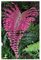 Blechnum sp. Pink Panama - Fougère rose - 50 graines