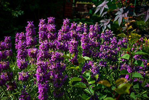 Grow Your Secret Garden Lemon Mint, Monarda Citriodora Bergamot -50 Fresh Seeds