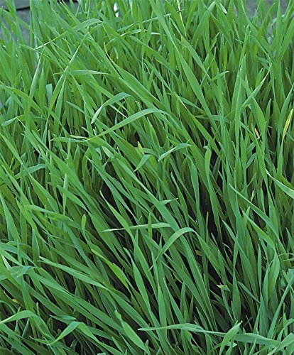 Just Seed - Vegetable - Green Manure - Grazing Rye - 1kg Seed - Bulk Packet