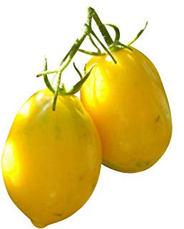 Zitronen Tomate -Plum Lemon- 10 Samen -Sehr Robust- *AUS RUSSLAND*