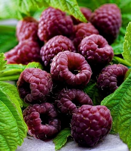 BALDUR Garten 1x Schwarze Himbeere Glen Coe, Pflanze im 9x9 cm-Topf | Rubus idaeus, Himbeerpflanze, winterhart, mehrjährig, blühend, Obstgehölz, süße essbare Früchte, Obst-Rarität