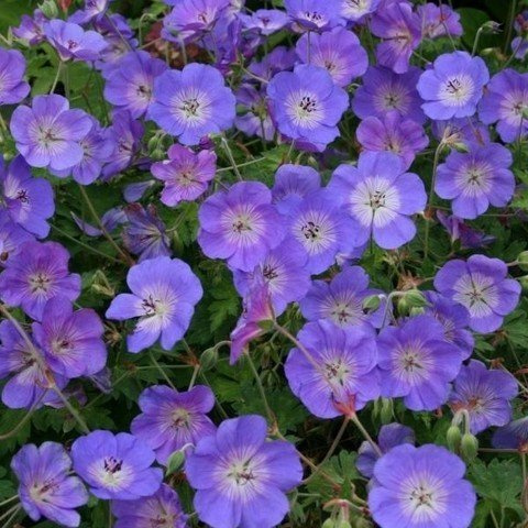 Geranium Rozanne 13 cm – Winterhart, Mehrjährig, Pflegeleicht – Storchschnabel – Staude für Beet & Kübel