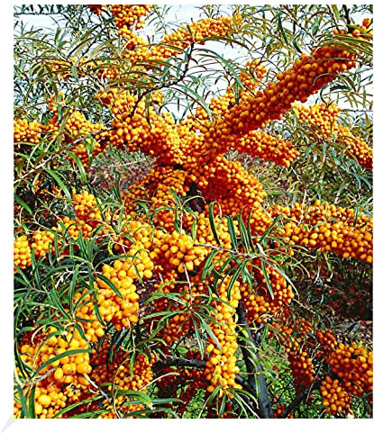 BALDUR Garten Sanddorn Busch 'Orange Energy®' Paar, 2 Pflanzen Hippophae rhamnoides, winterhart, pflegeleicht, Wasserbedarf gering, für Standort in der Sonne geeignet