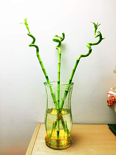 Easy Plants 3 Spiral Straight Lucky Bamboo Stick Plant in Tall Glass Vase
