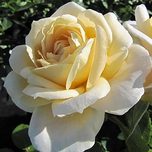 Champagne Moment - 5.5lt Potted Floribunda Garden Rose Bush - Rose of The Year Winner, Cream Blooms, Fragrant, Repeat Flowering