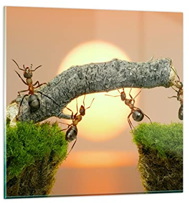 Bilder auf Glas 40x40cm Glasbild Tiere Ameisen Brücke Natur Klein Wanddeko Bild im Glas Schlafzimmer Küche Deko Wandbilder Dekoration Wohnzimmer Modern Wall Decor Wand Kunstdruck Art GAC40x40-2104