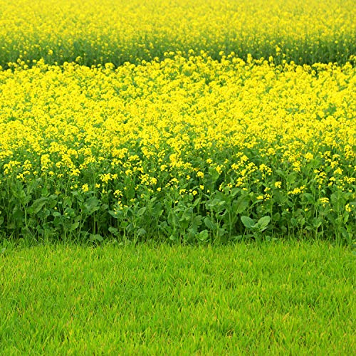 Outsidepride Black Mustard Seeds - 10000 Pcs Nutrient-Rich, Flavorful Annual Microgreen Seeds for Planting, Easy-to-Grow, Ideal for Indoor & Outdoor Cultivation, Soil & Hydroponic Systems