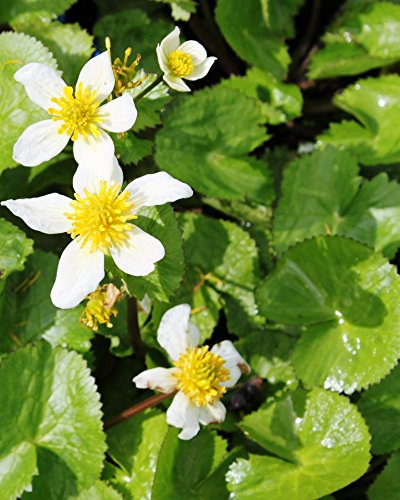 WASSERPFLANZEN WOLFF - Caltha palustris var. alba - Sumpfdotterblume - Kaschmir-Dotterblume, weiß - 2er-SET