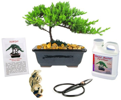 Eve's Japanese Juniper Bonsai Tree Gift Kit Outdoor Japanese Juniper 6 Years Old Complete Bonsai Gift Kit Includes Fertilizer, Figurine, and Clippers Beautifully Gift Wrapped !Cannot Ship to CA & HI!