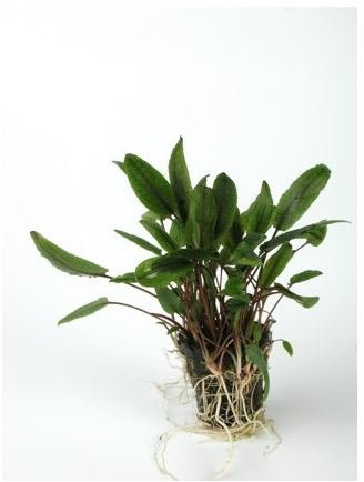 Aquafleur Crypt Petchii