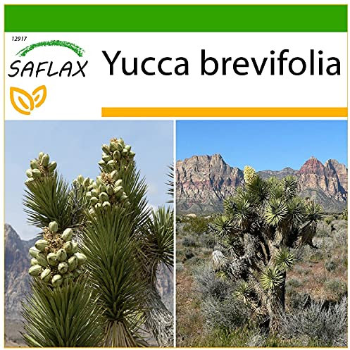 SAFLAX - Albero di Giosuè - 10 semi - Con substrato - Yucca brevifolia