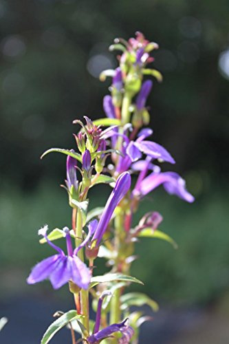 WASSERPFLANZEN WOLFF - 4er-Set im Gratis-Pflanzkorb - Lobelia sessilifolia - Blaue Lobelie -