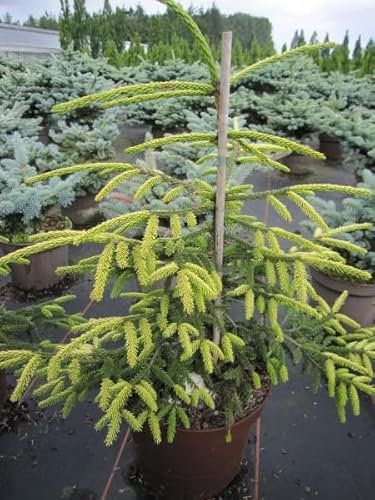 Picea orientalis Aureospicata - Gelbspitzenfichte - Nadelbaum - 60-80cm
