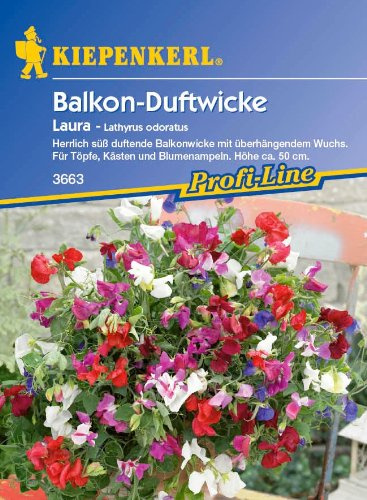 Balkon-Wicken Laura (Lathyrus odoratus)